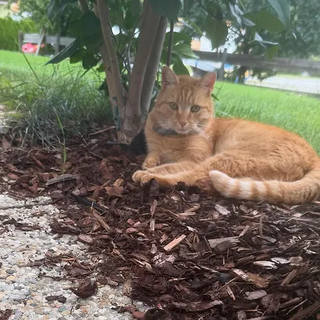 Mitterwallner 3* 斯拉德明