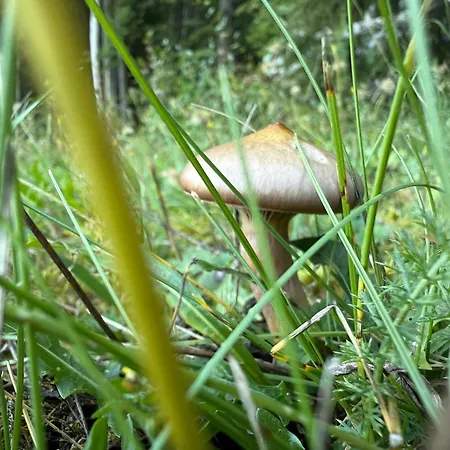 Mitterwallner 招待所