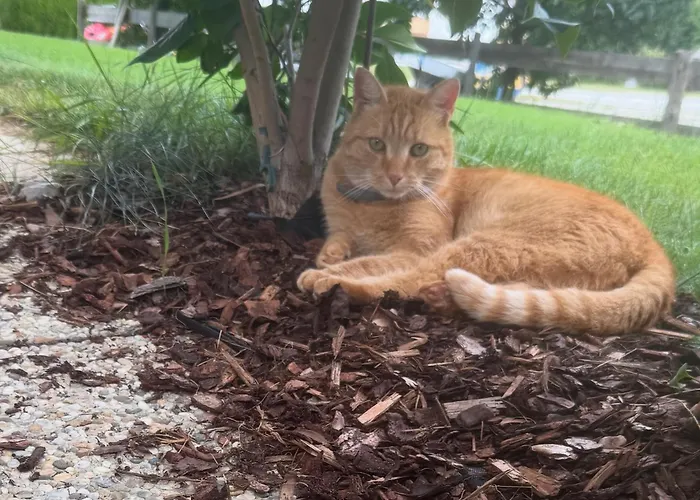 Mitterwallner 3* Schladming