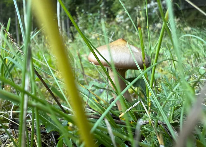 Mitterwallner Pensjonat