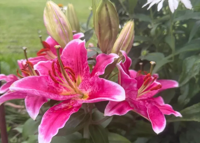 Gasthuis Mitterwallner Schladming